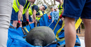Animal care experts from Walt Disney World Resort recently assisted the Florida Fish and Wildlife Conservation Commission with the successful release of a 680-pound manatee