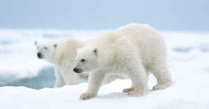 Photo of two polar bears walking