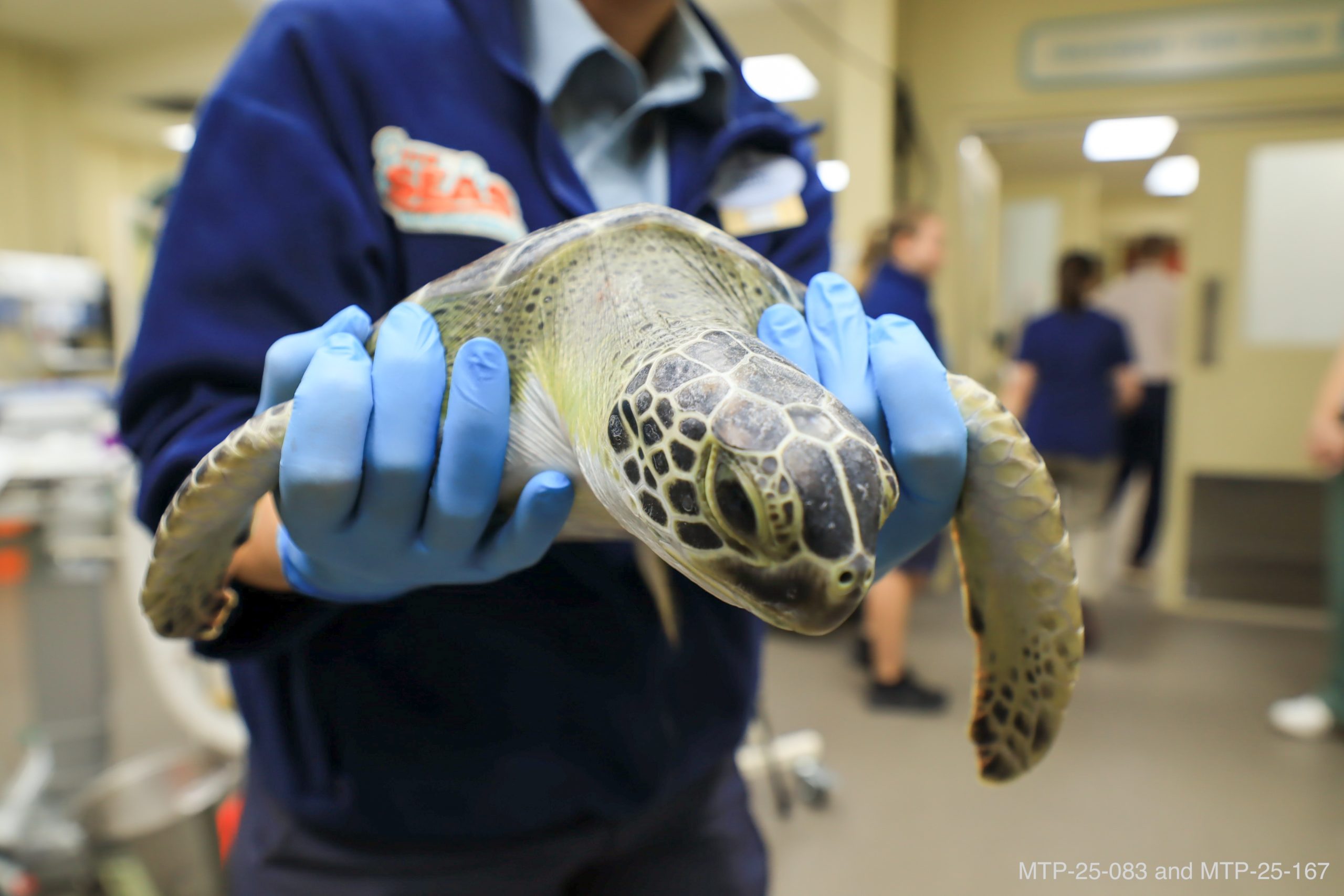 Bond_Sea_Turtle_Hospital-7