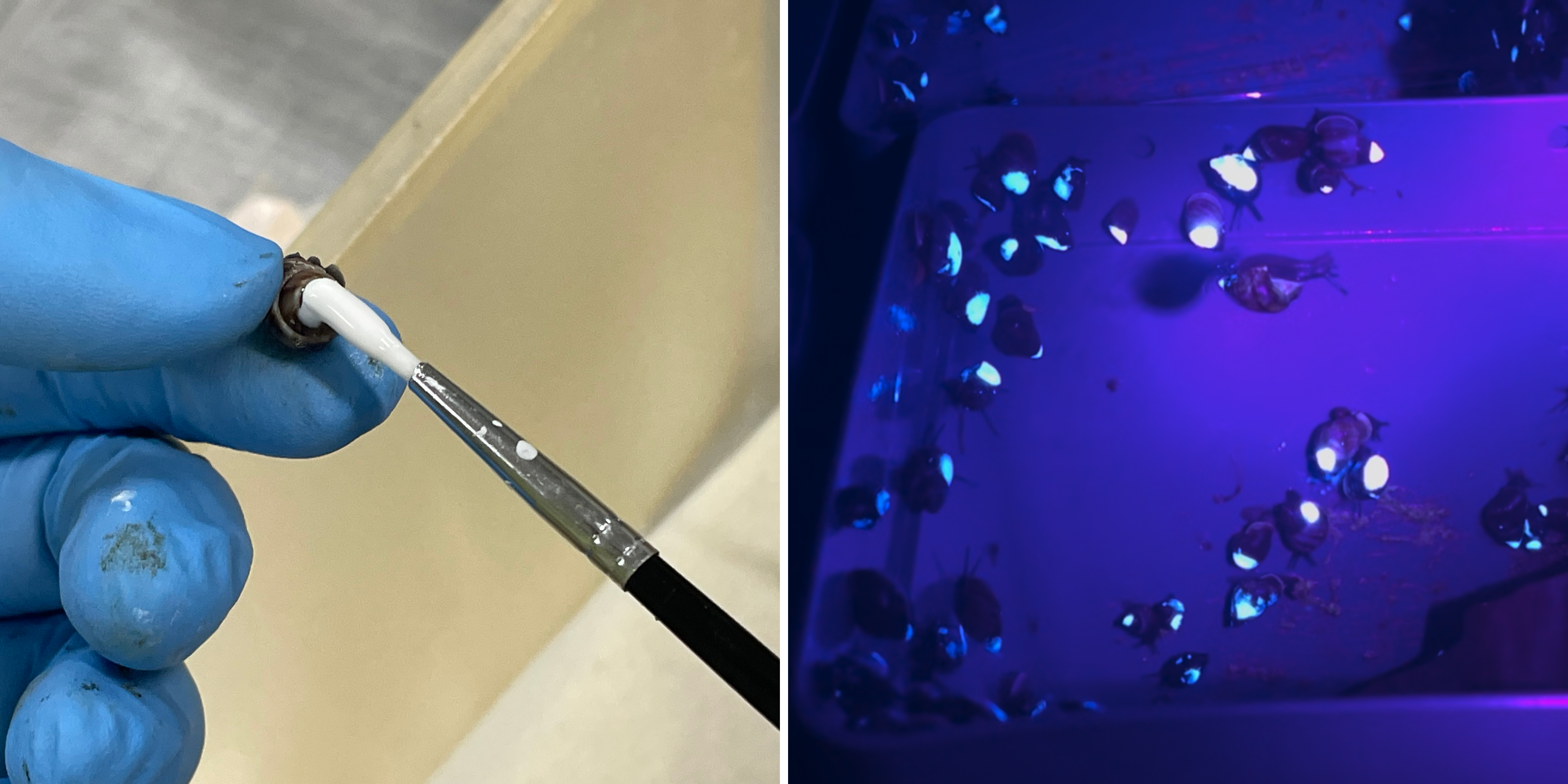 Partula Snails Painted Snail Shells