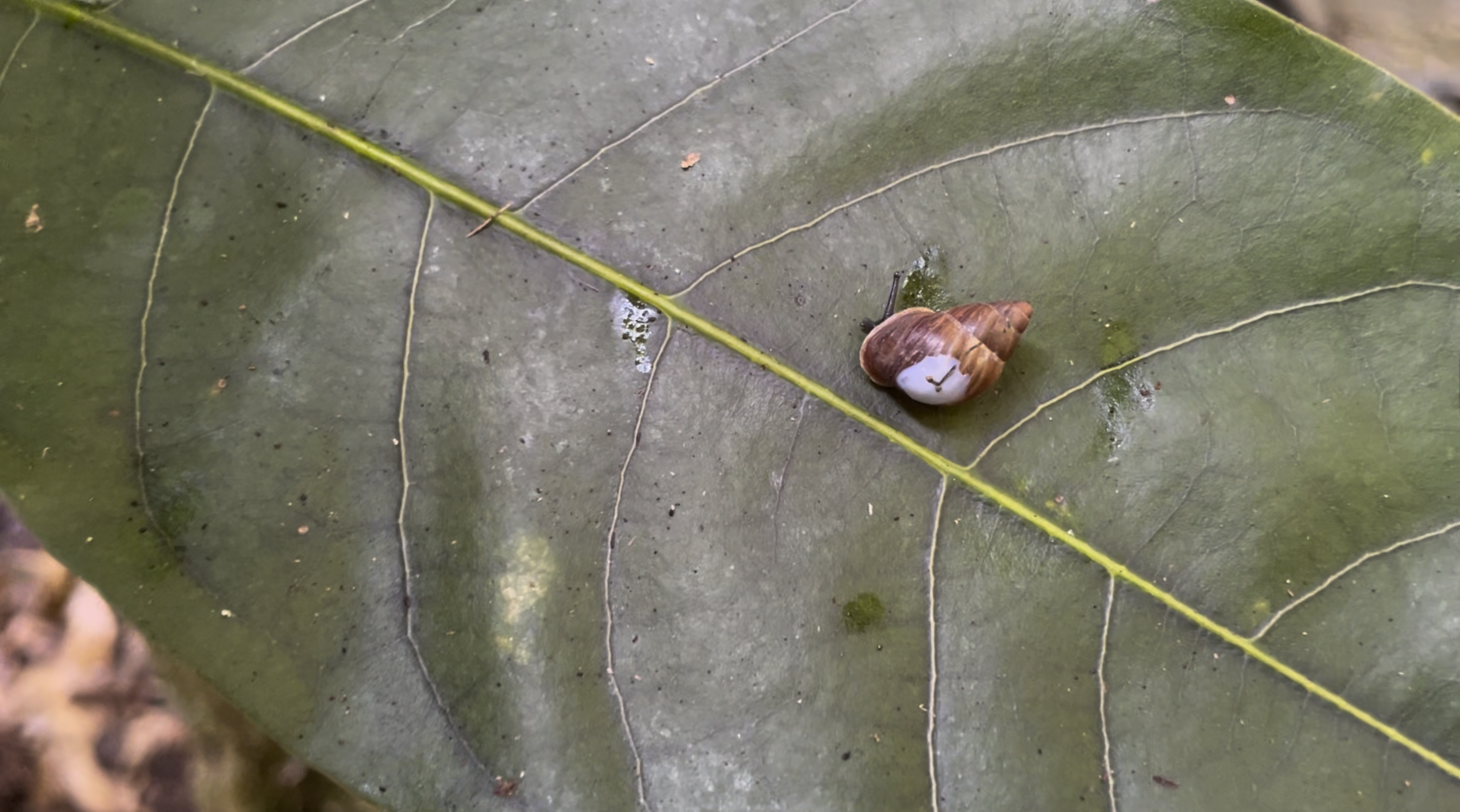 A Partula snail that was recently released in Tahiti. 