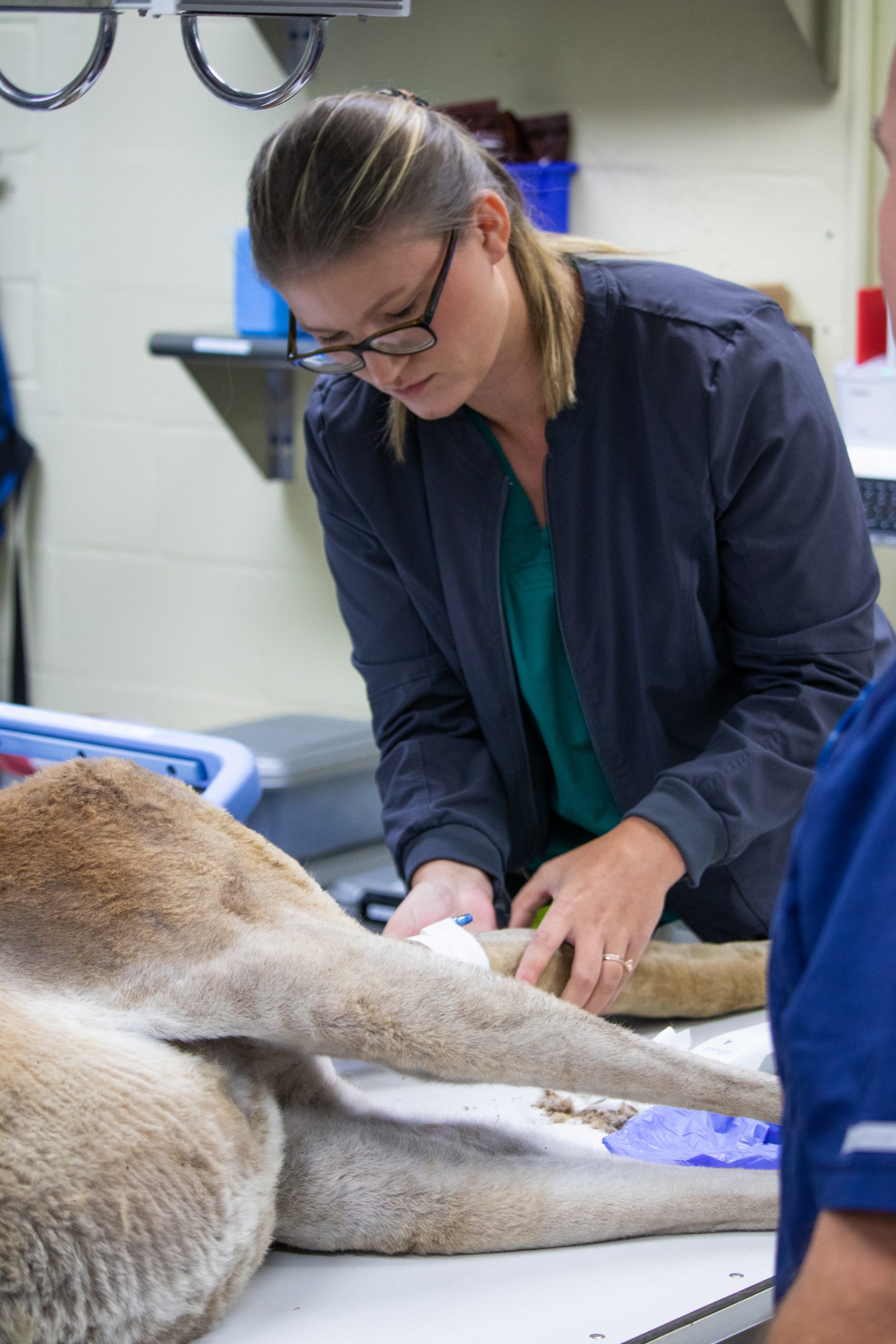 KangarooExam062723-45