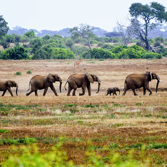 planet-possible-elephants planet-possible-elephants
