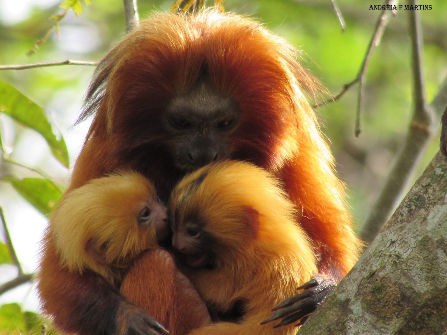 On Land At Sea And In The Sky Disney Is Protecting Our Natural   Golden Lion Tamarin 2048x1536 1 1536x1152 