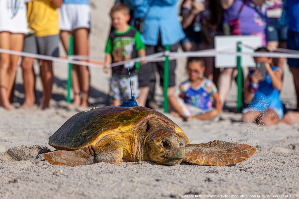 Turtle Beach in Basseterre - Tours and Activities